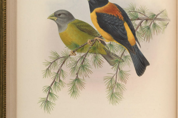 Black-and-yellow Grosbeak