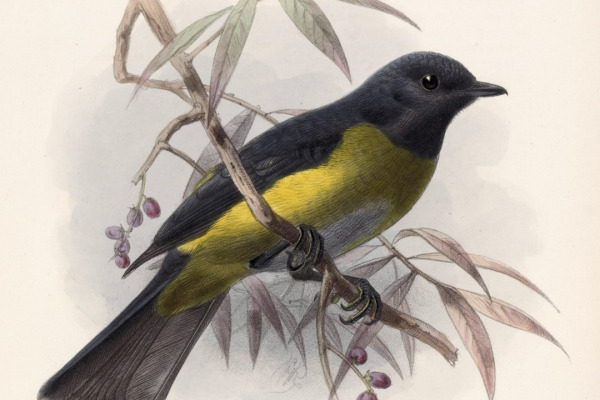 Black-and-yellow Silky-flycatcher