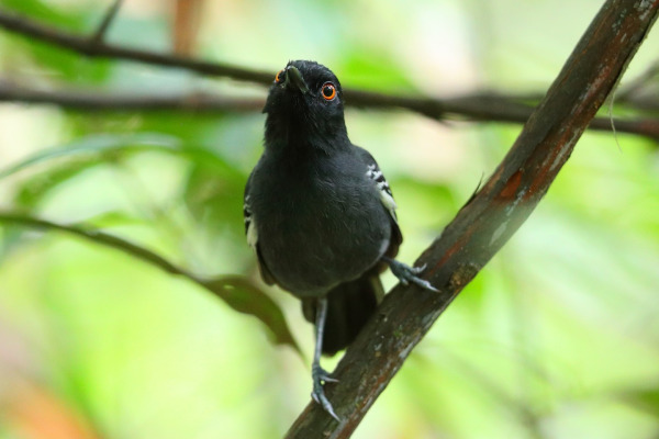 Black-backed Antbird