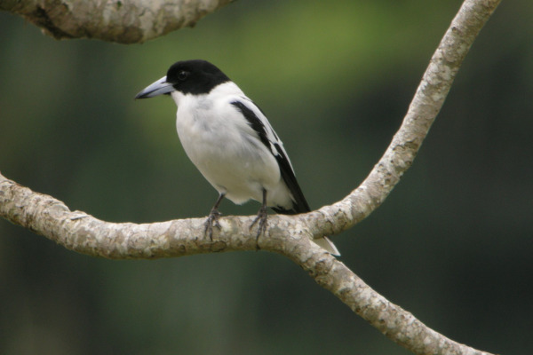 Black-backed Butcherbird