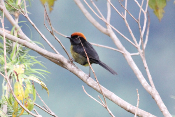 Black-backed Grosbeak