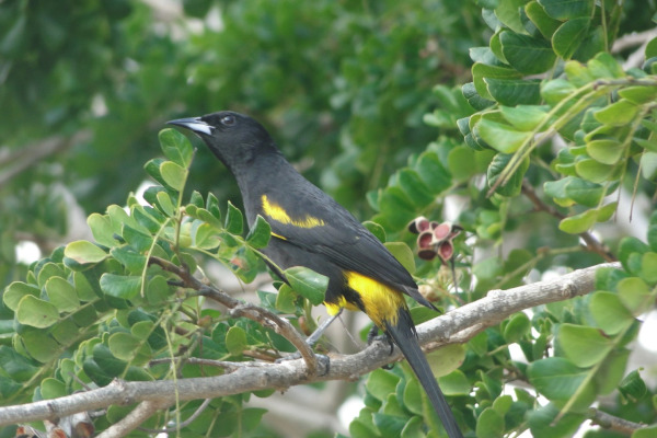 Black-backed Oriole