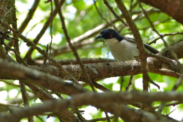 Black-backed puffback