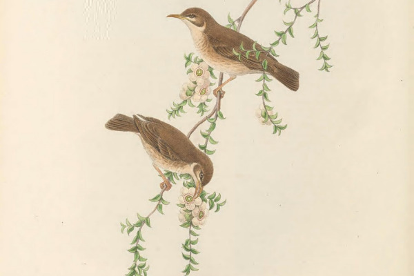 Black-backed Swamphen