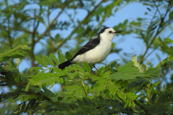 Black-backed water tyrant