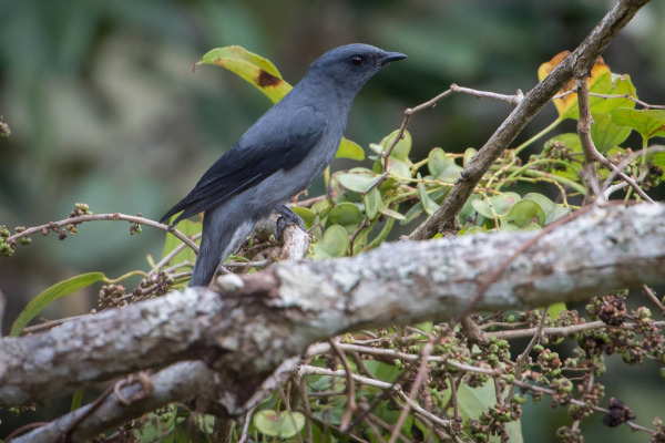 Black-backed Whistler