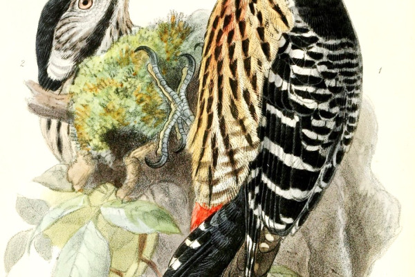 Black-backed Woodpecker