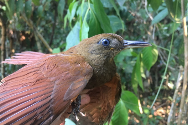 Black-banded Woodcreeper