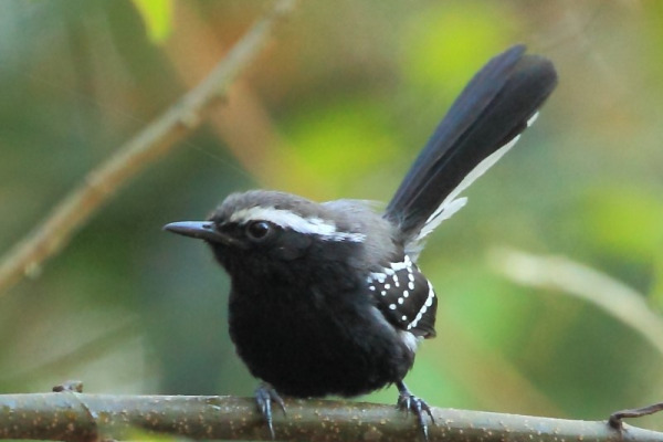 Black-bellied Antwren