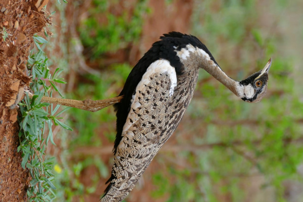 Black-bellied Bustard