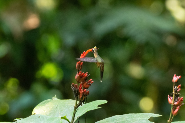 Black-bellied Hermit