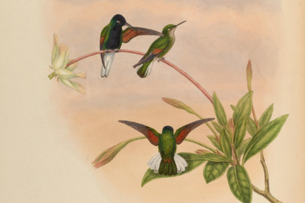 Black-bellied Hummingbird