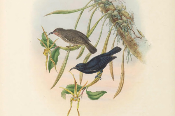 Black-bellied Myzomela