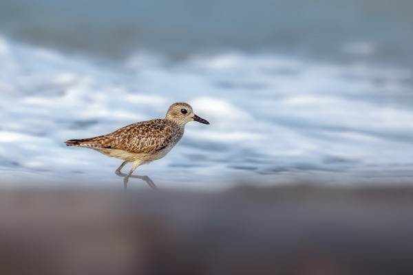 Black-bellied Plover
