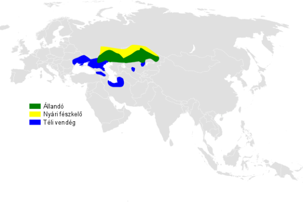 Black-bellied Sandgrouse
