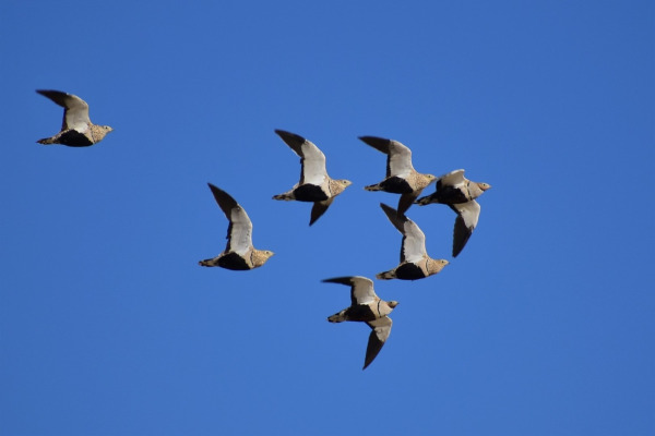 Black-bellied Sandgrouse