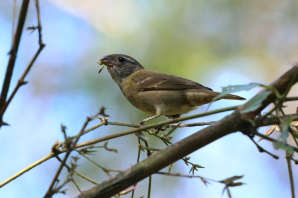 Black-bellied Seedeater