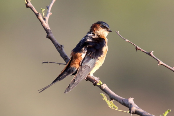 Black-bellied Swallow