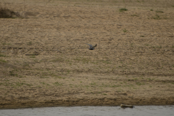 Black-bellied Tern