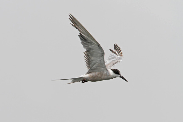 Black-bellied Tern