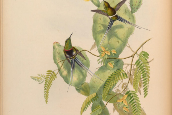 Black-bellied Thorntail