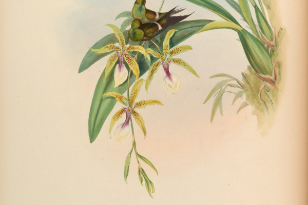 Black-bellied Thorntail