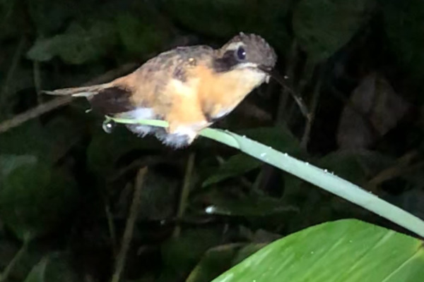 Black-bellied Thorntail