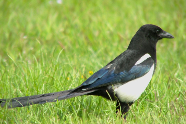 Black-billed Magpie