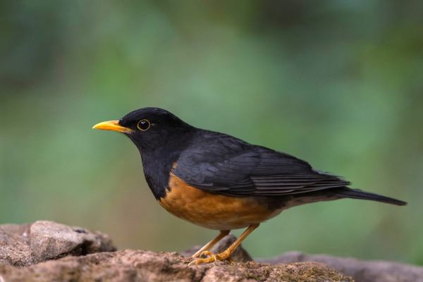 Black-billed Mountain Thrush