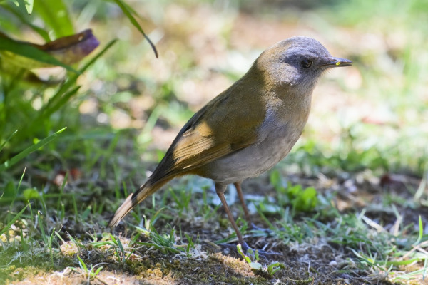 Black-billed Nightingale-Thrush