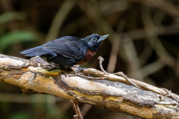 Black-billed Nightingale-Thrush