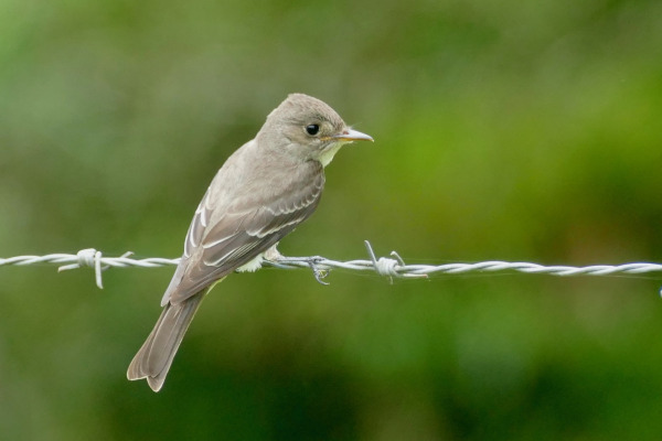 Black-billed Peewee