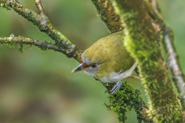 Black-billed Peppershrike