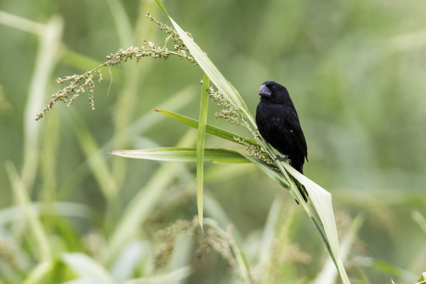 Black-billed Seed Finch