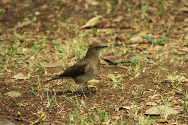 Black-billed Thrush