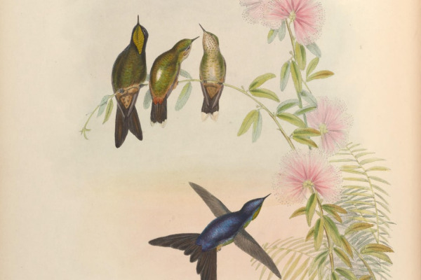 Black-billed Treehunter