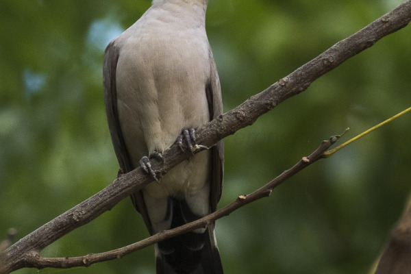 Black-billed Wood Dove