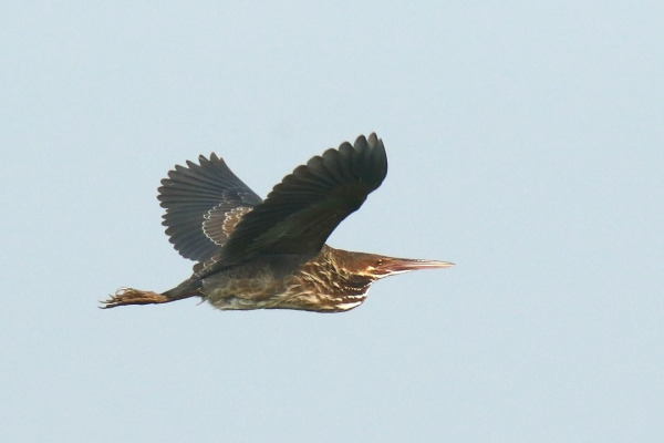 Black Bittern