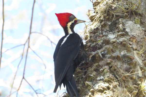 Black-bodied Woodpecker