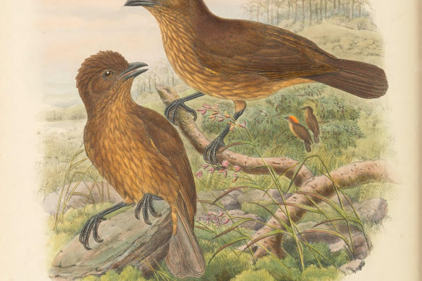 Black-breasted Bird-of-paradise