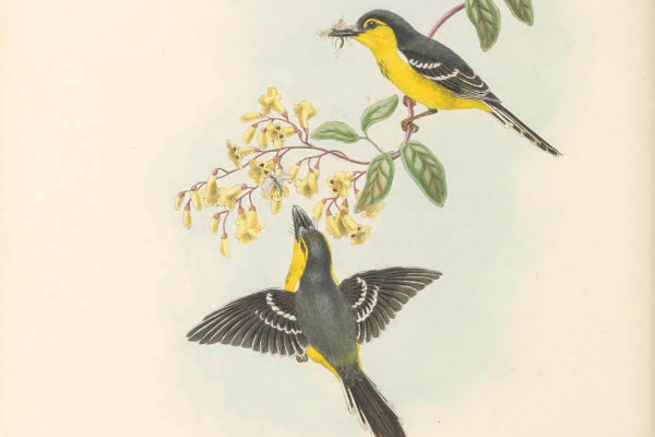 Black-breasted Boatbill