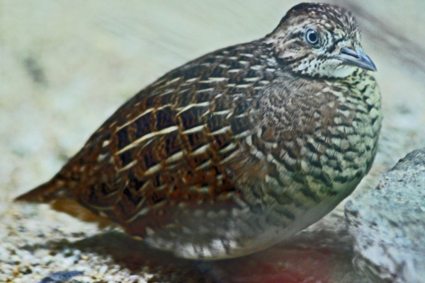 Black-breasted Buttonquail