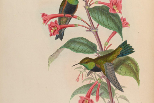 Black-breasted Hillstar