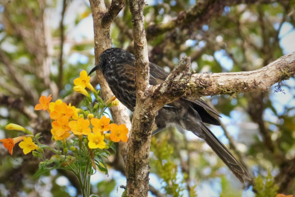 Black-breasted Honeyeater