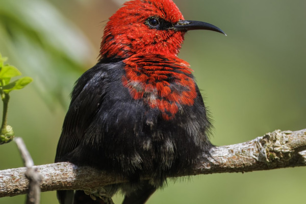 Black-breasted Myzomela