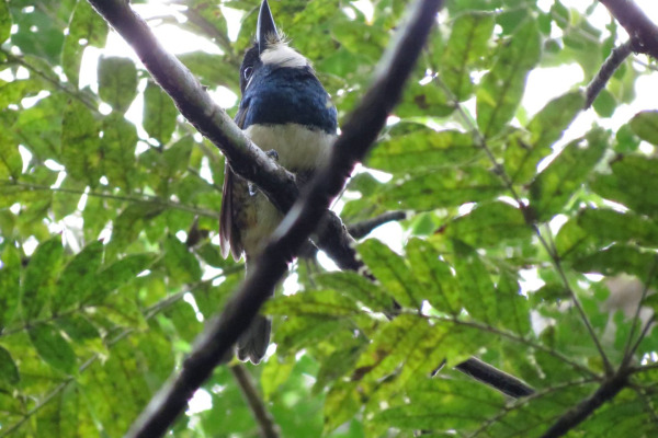 Black-breasted puffbird