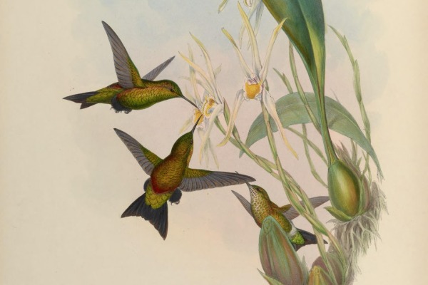 Black-breasted Puffleg