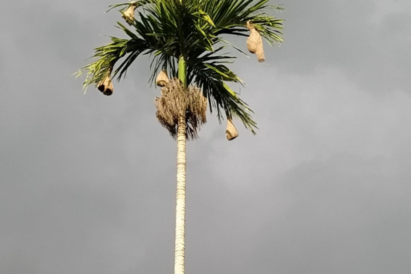 Black-breasted Weaver