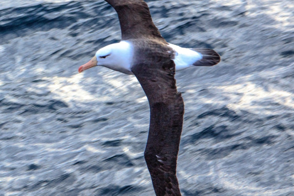 Black-browed albatross
