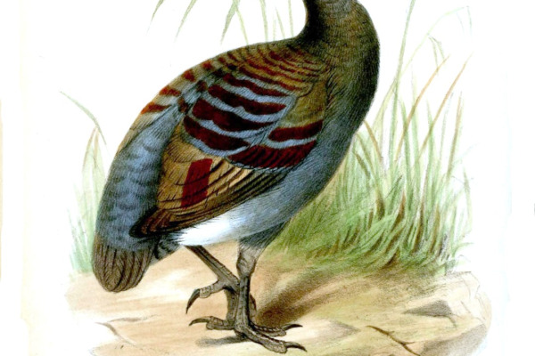 Black-browed Babbler